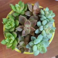 多肉植物　カット苗　詰め合わせ