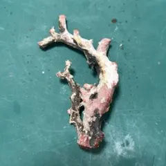 血赤珊瑚原木「室戸産」