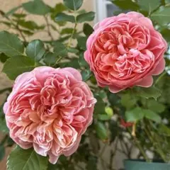 176）バラ苗 バラ挿し木苗 可愛い 強健種 初心者様にも - メルカリ