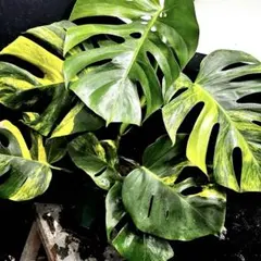 斑入りモンステラボルシギアナオーレア黄斑4号鉢植え52cm発根済み安心