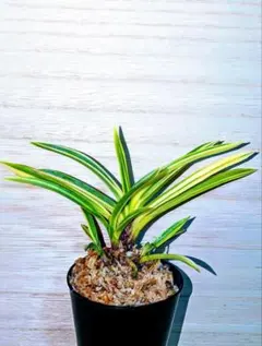 【別格稀貴品】富貴蘭　清涼殿（最上柄） 別格稀貴品】富貴蘭 清涼殿（最上柄） - メルカリ