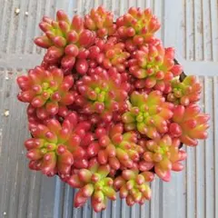 A&F様 リクエスト 2点 まとめ商品