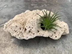天然石 インテリア 琉球石灰岩 プランター オブジェ サンゴ エアープランツ