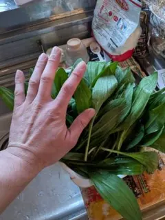 北海道産ギョウジャニンニク　アイヌネギ3kg 北海道産 天然 行者にんにく アイヌネギ 3kg ⚠️本日限定1Kg増量中