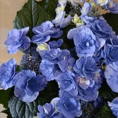 紫陽花 アジサイ 塩原花園 舞姫ブルー 水色の恋 5号 現物 - メルカリ