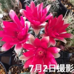 2026年最新】緋花玉 サボテンの人気アイテム - メルカリ