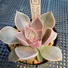 購入済No29 シャビアナペレグリナ×クリスペートビューティー抜き苗　発送方法① 多肉植物】シャビアナペレグリナ 抜き苗 - メルカリ