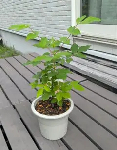 オリーブの木 ベビースプーン6本セット 抗菌作用 - メルカリ