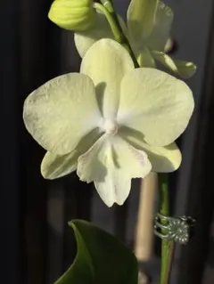 2026年最新】胡蝶蘭原種の人気アイテム - メルカリ