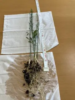 カラタチ　5本　抜き苗　Ｌサイズのサムネイル