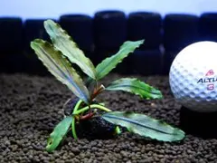 ブセファランドラ『メタリック・ブルー』【完全水中葉＆無農薬栽培】溶岩石活着株