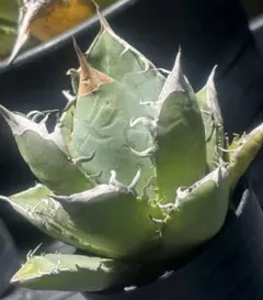 2025年最新】アガベ イランの人気アイテム - メルカリ