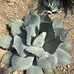 優秀株 パリー パリートランカータ アガベ 地植え - メルカリ