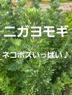 パールアカシア　ネコポス ネコポス パール アカシア ミモザ フレッシュ 枝 葉 ドライフラワー