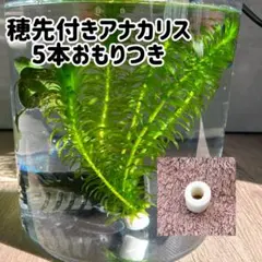 2026年最新】水草アナカリスの人気アイテム - メルカリ