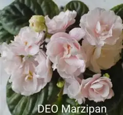 セントポーリア DEO Marzipanのサムネイル