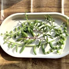 多肉植物 カット苗 詰め合わせ 5種類 セット②（グリーンネックレス他）