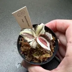Anoectochilus roxburghii 'Variegata' - メルカリ