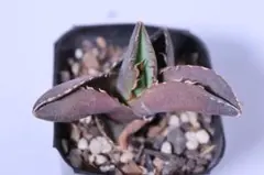 アガベ・チタノタ蟹のサムネイル