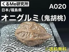 2026年最新】オニグルミ 苗の人気アイテム - メルカリ