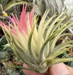Tillandsia Succulent Form 速達発送 Tillandsia Succulent Form 速達発送 - メルカリ