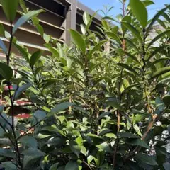 2026年最新】ヒサカキの人気アイテム - メルカリ