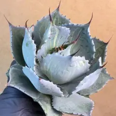 2026年最新】山宅雷神の人気アイテム - メルカリ