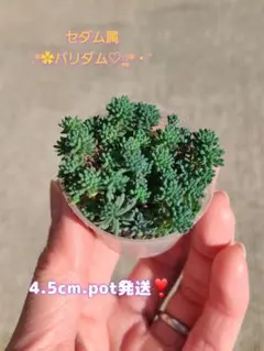 はるみ　＊即購入歓迎＊様 リクエスト 2点 まとめ商品