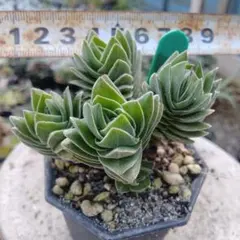 dog17様 リクエスト 4点 まとめ商品