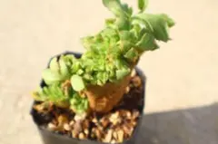 2025年最新】アエオニウム綴化の人気アイテム - メルカリ