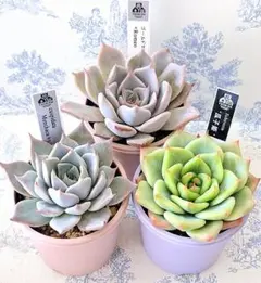 2025年最新】優木園の人気アイテム - メルカリ