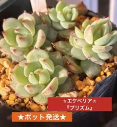 ꫛꫀꪝ✫❖多肉✫エケベリア『プリズム』◈よく増えて可愛い♥️★抜き苗⇢100円引