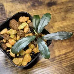 2025年最新】bucephalandra auroraの人気アイテム - メルカリ