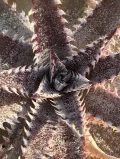 DBディッキア Dyckia Bill Baker hybrid #133 ⑵ DBディッキア Dyckia Bill Baker hybrid #133 - メルカリ