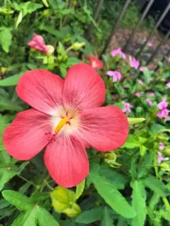 にゃんこ様 リクエスト 2点 まとめ商品