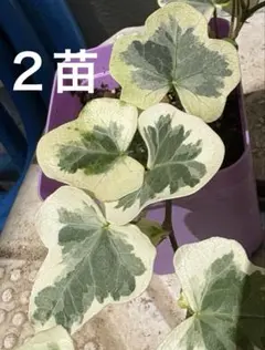 専用 雪ほたる 根付き ２苗