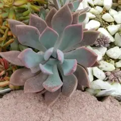 ☀多肉フィリア(直径約9cm·カット苗)☀のサムネイル