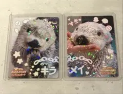 八*P様 鳥羽水族館コレクションカード レア メイちゃん ニコイチ