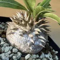 2026年最新】デンシカウレの人気アイテム - メルカリ