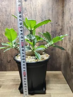 実生3年今年開花株　ウィンゾリー 塊根植物 コーデックス