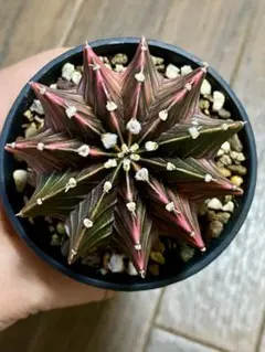 ユーフォルビア スーパーバリダ 実生 2鉢セット④ - メルカリ