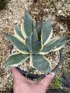 2025年最新】アガベ パラサナ インプレッショニストの人気アイテム