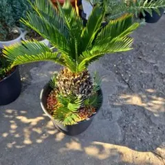 2025年最新】黄金ソテツの人気アイテム - メルカリ