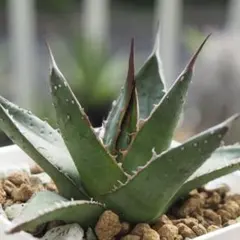 2025年最新】アガベ ホリダ ハイブリッドの人気アイテム - メルカリ