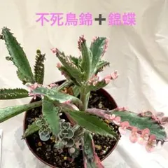 白兎 カット苗 多肉植物 カランコエ - メルカリ