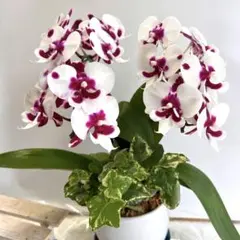 専用商品⭐️蘭工房⭐️ミディ胡蝶蘭⭐️2株寄せ植え⭐️二鉢 - メルカリ
