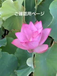 ご確認用ページ