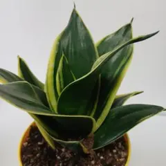 2026年最新】観葉植物 サンスベリアの人気アイテム - メルカリ