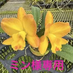 ミン様 リクエスト 2点 まとめ商品