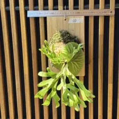 ⑩ ビカクシダ　リドレイ　板付け　3.5年物　胞子培養株のサムネイル